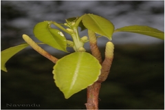 Excoecaria agallocha